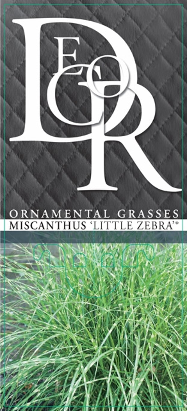Miscanthus sin. 'Little Zebra' - C2